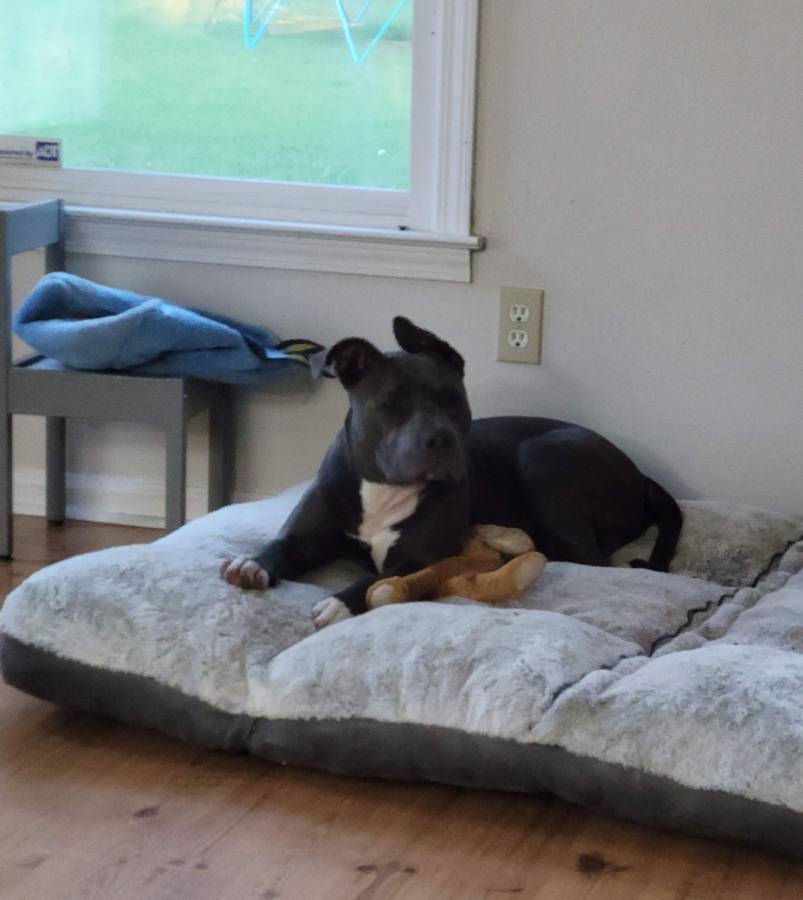 Male American Bully to good home ASAP image 3