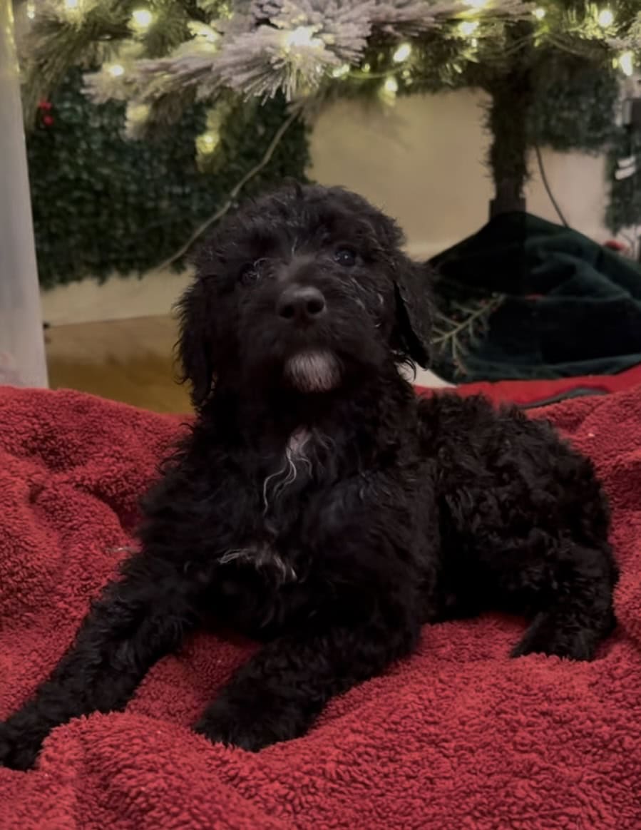Sheepadoodle puppies image 5