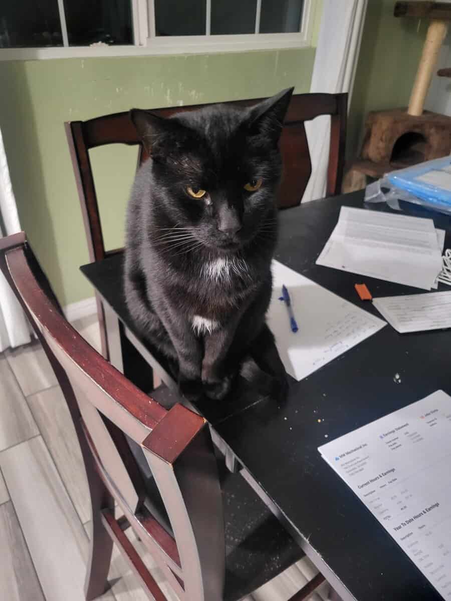2 male cats in need of a new home image 1