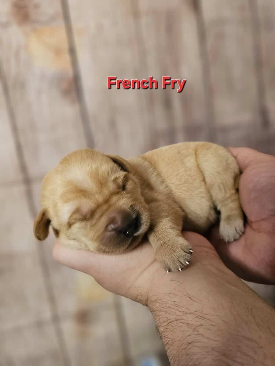 AKC Male Labrador Puppies Health Tested Parents image 1