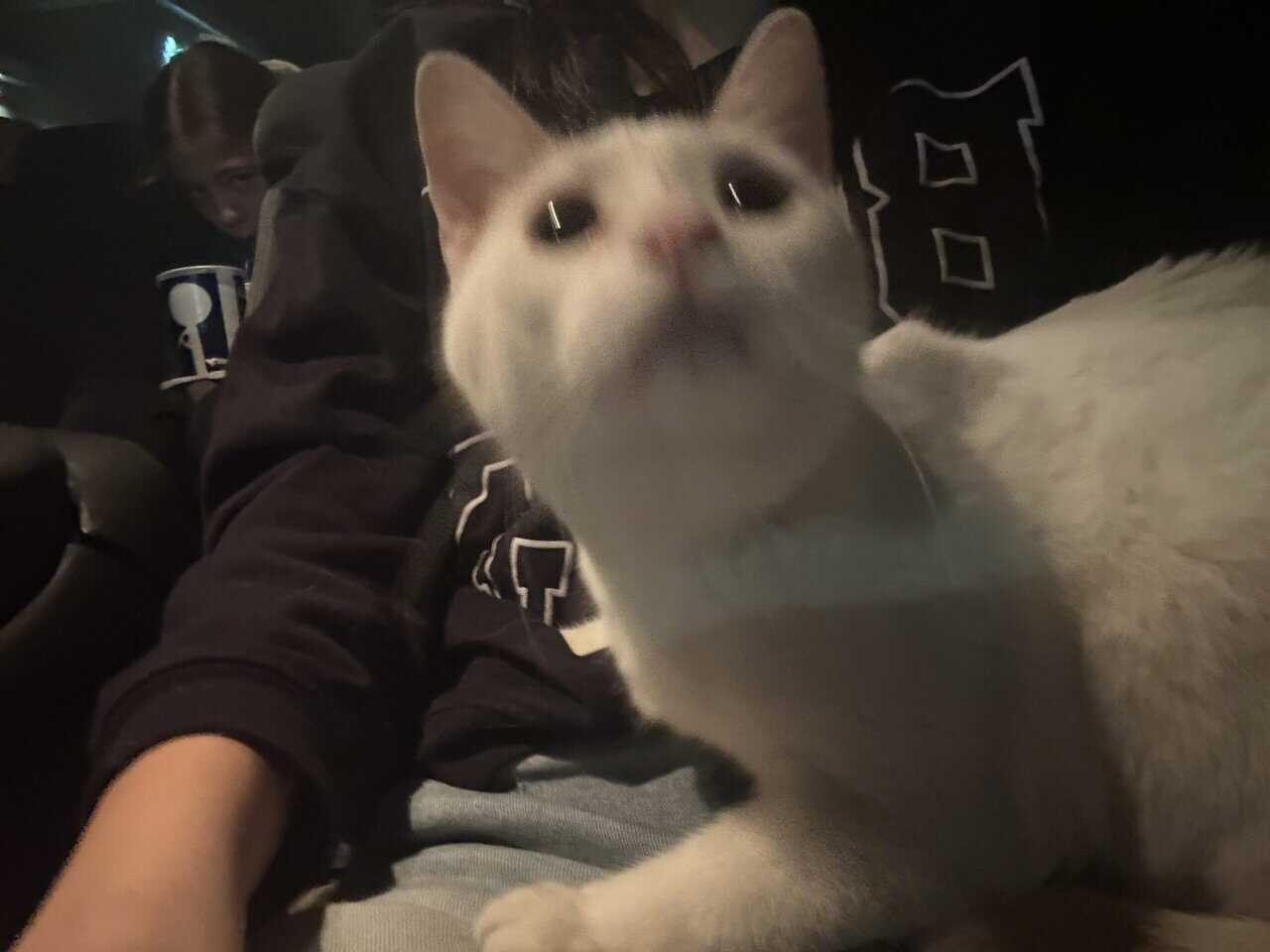 Cat for sale!! image 5