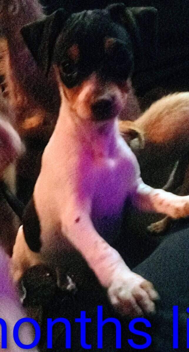 Pup's need home image 3