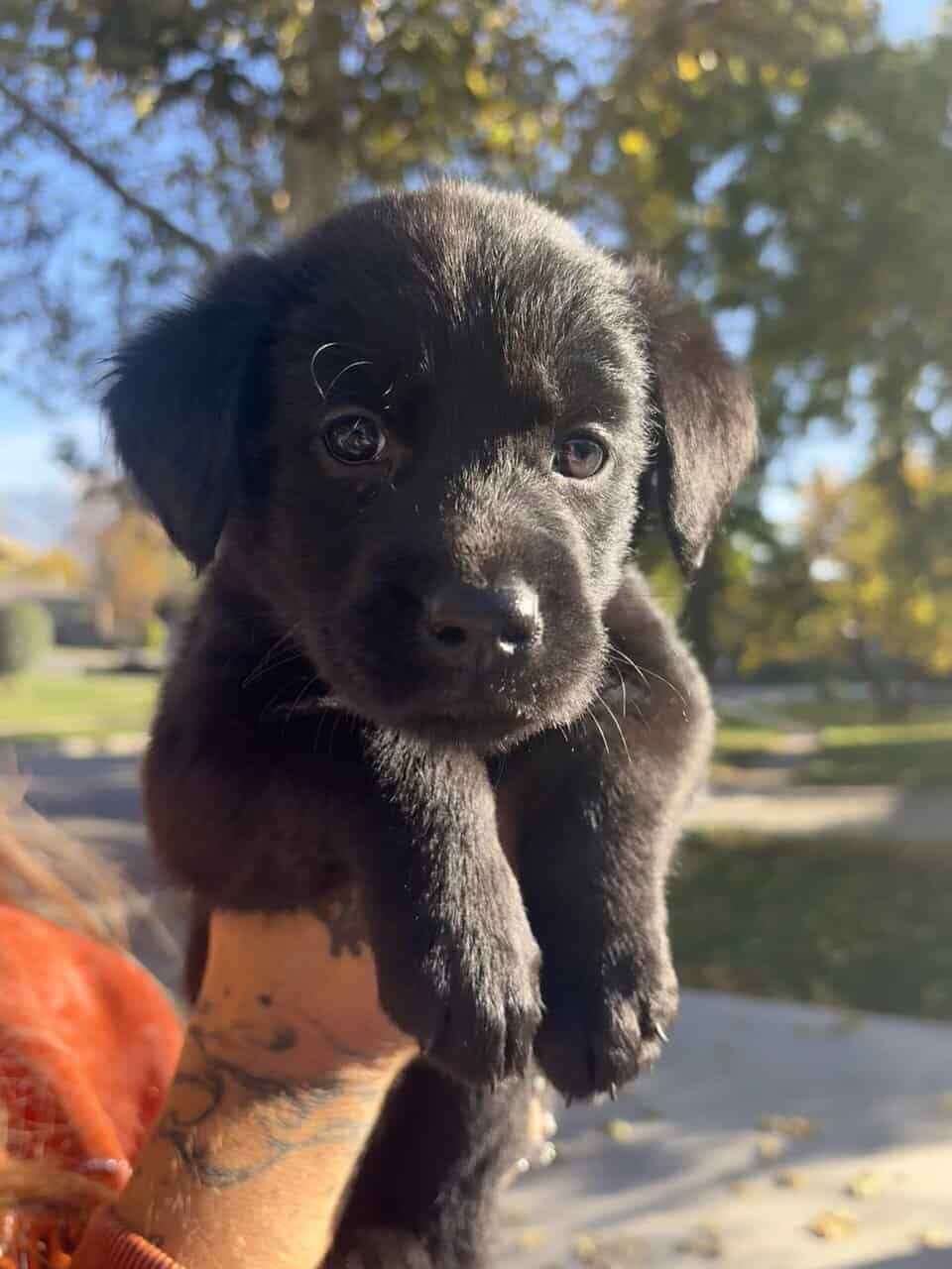 Lab × Husky Puppies Looking for Loving Homes! image 5