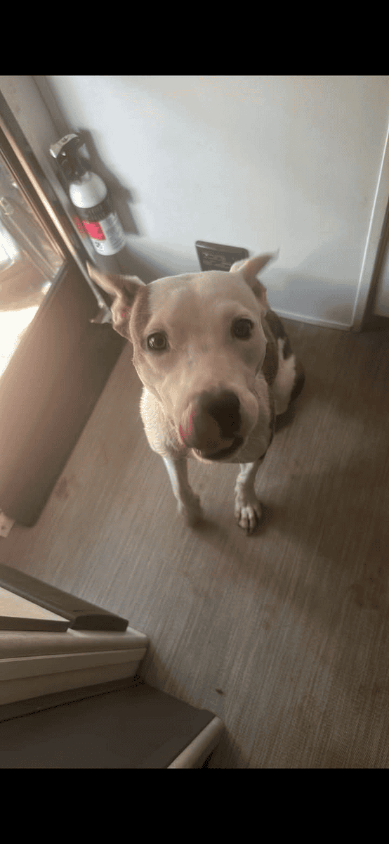 Adopt Remi!! image 5
