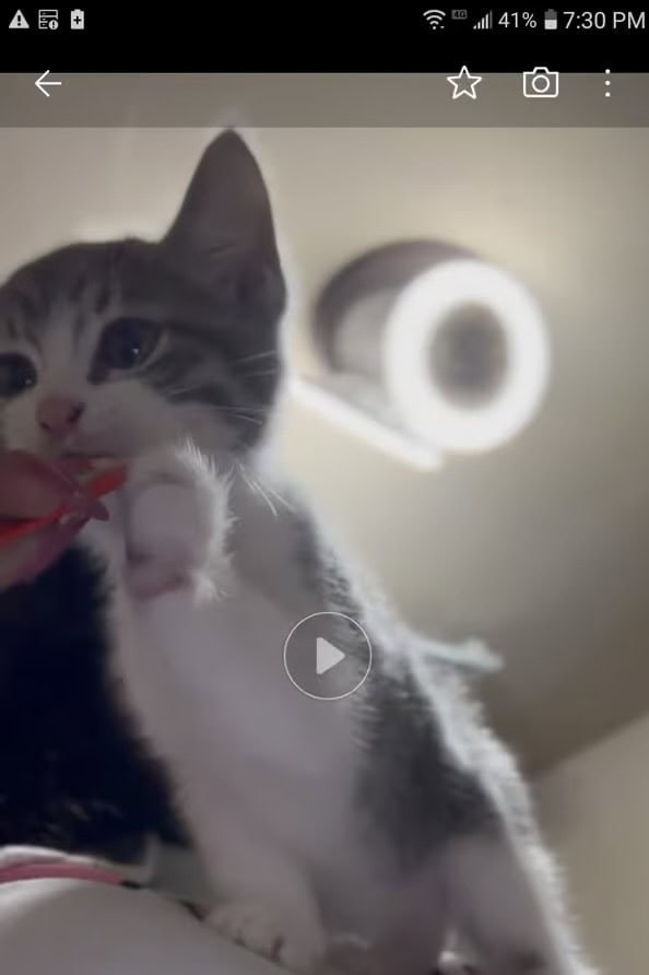 Meowww I'm ISIS image 1