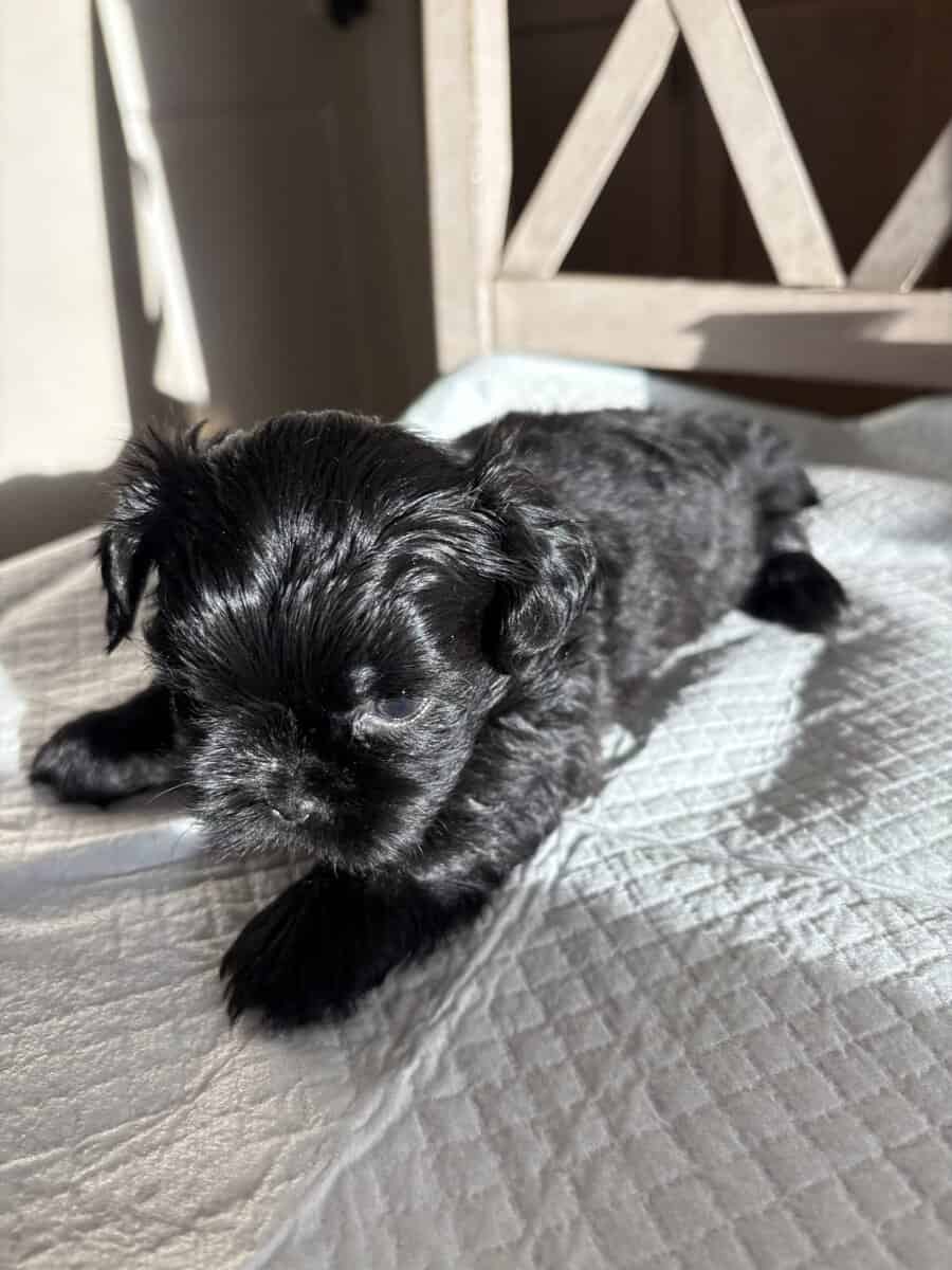 2 Boys Pure Bred Shih Tzus image 3