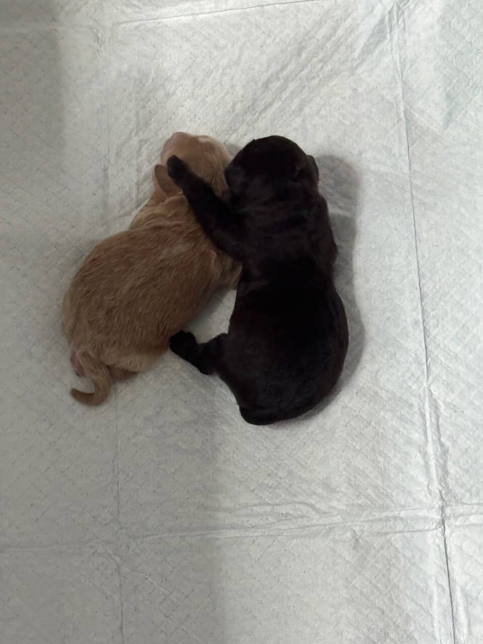 Mini Labradoodle Puppies — Ready Mid-December image 3