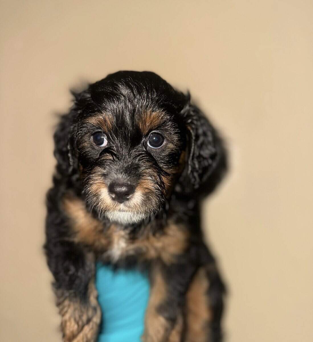 🌟 SADE — Cute, Sweet & Ready for Her New Family! image 2