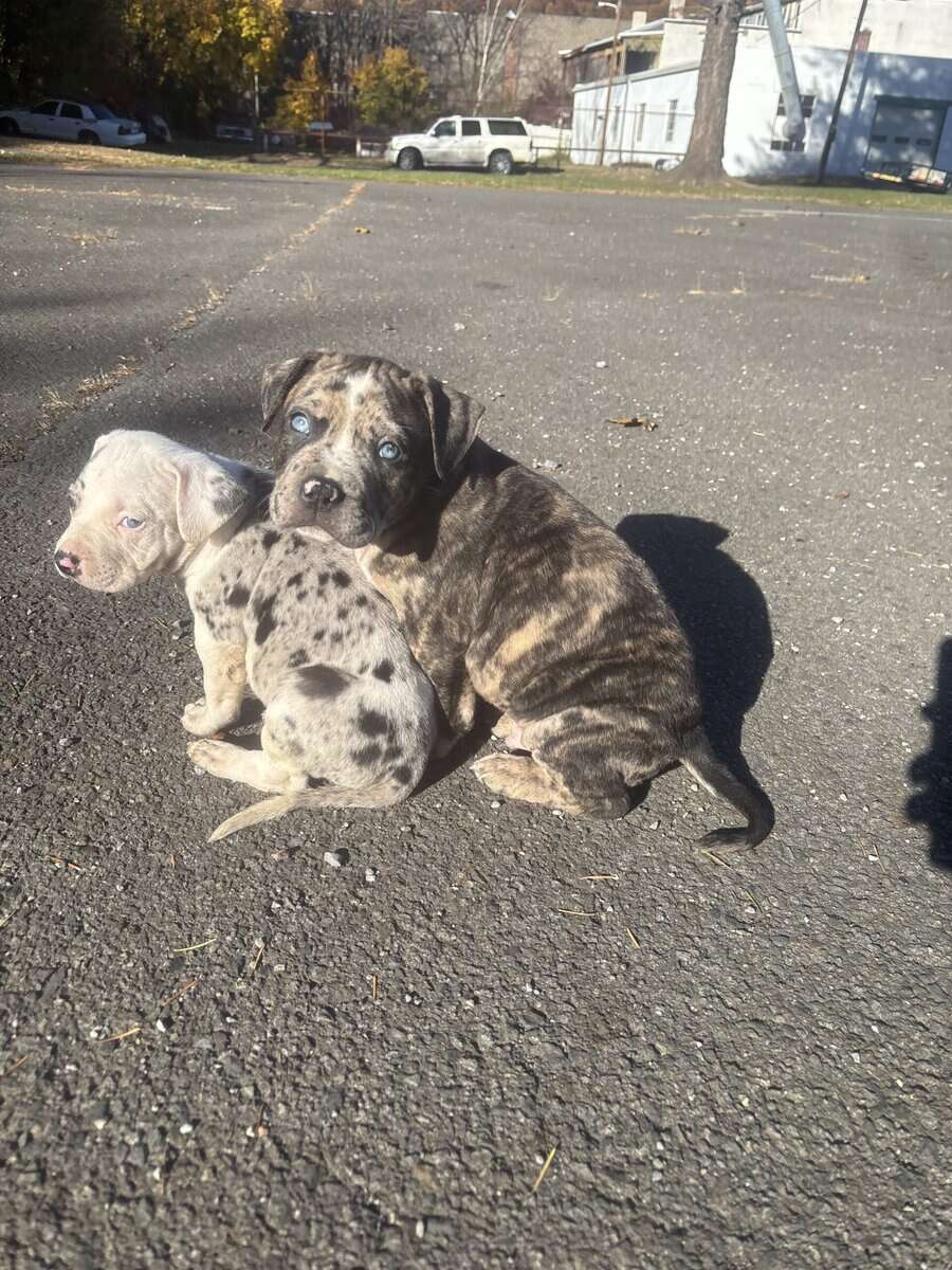 Blue eye female Merle Bully puppy image 3