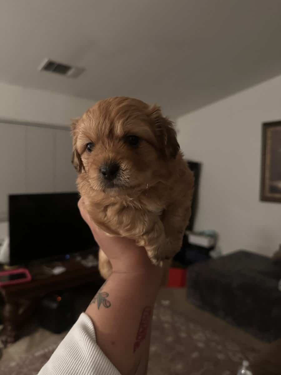 Toy poodle/ shih tzu image 6