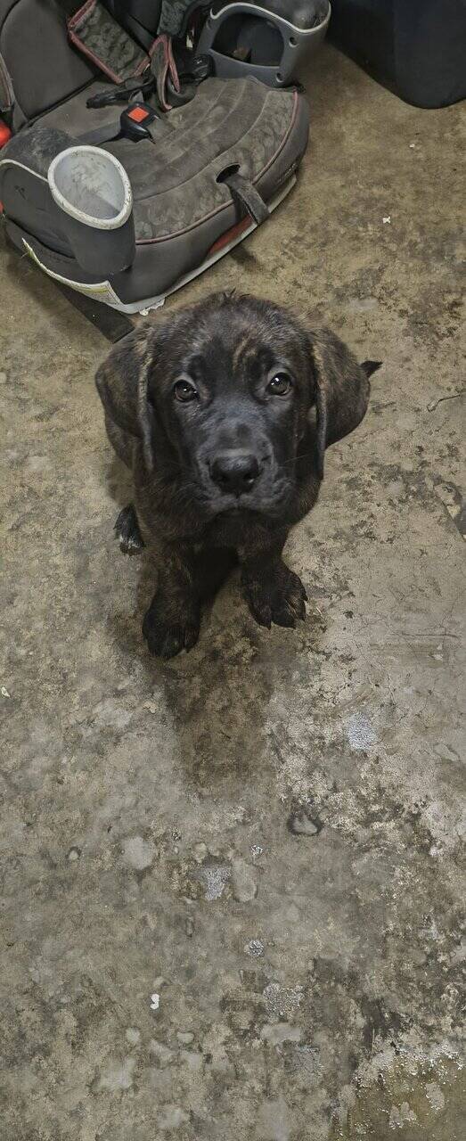 Cane Corso mix dobershepherd image 2