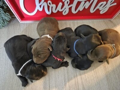 Labrador retriever puppies