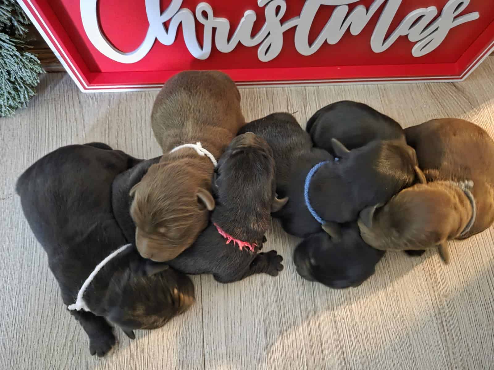 Labrador retriever puppies image 1