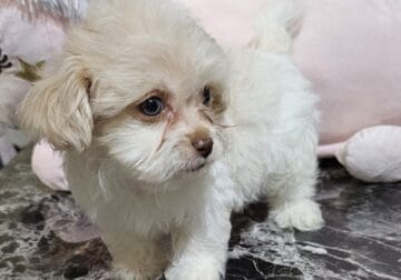 maltipoo puppy ❄️🐾