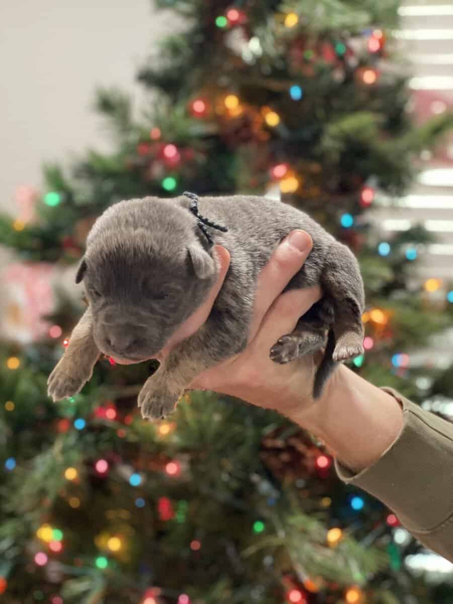 AKC Registered German Shepherd Puppies — 9 Availab image 9