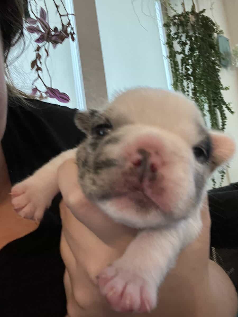 French Bulldog Puppies image 13