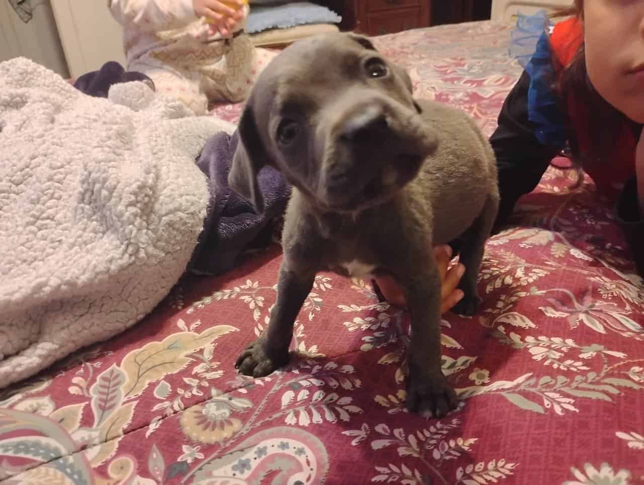 🐾 Cane Corso Puppies — Blue & Grey 💙 image 6
