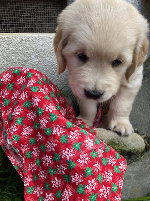 Golden retriever puppies image 4