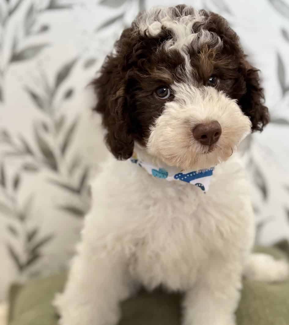 4month male rehoming image 2