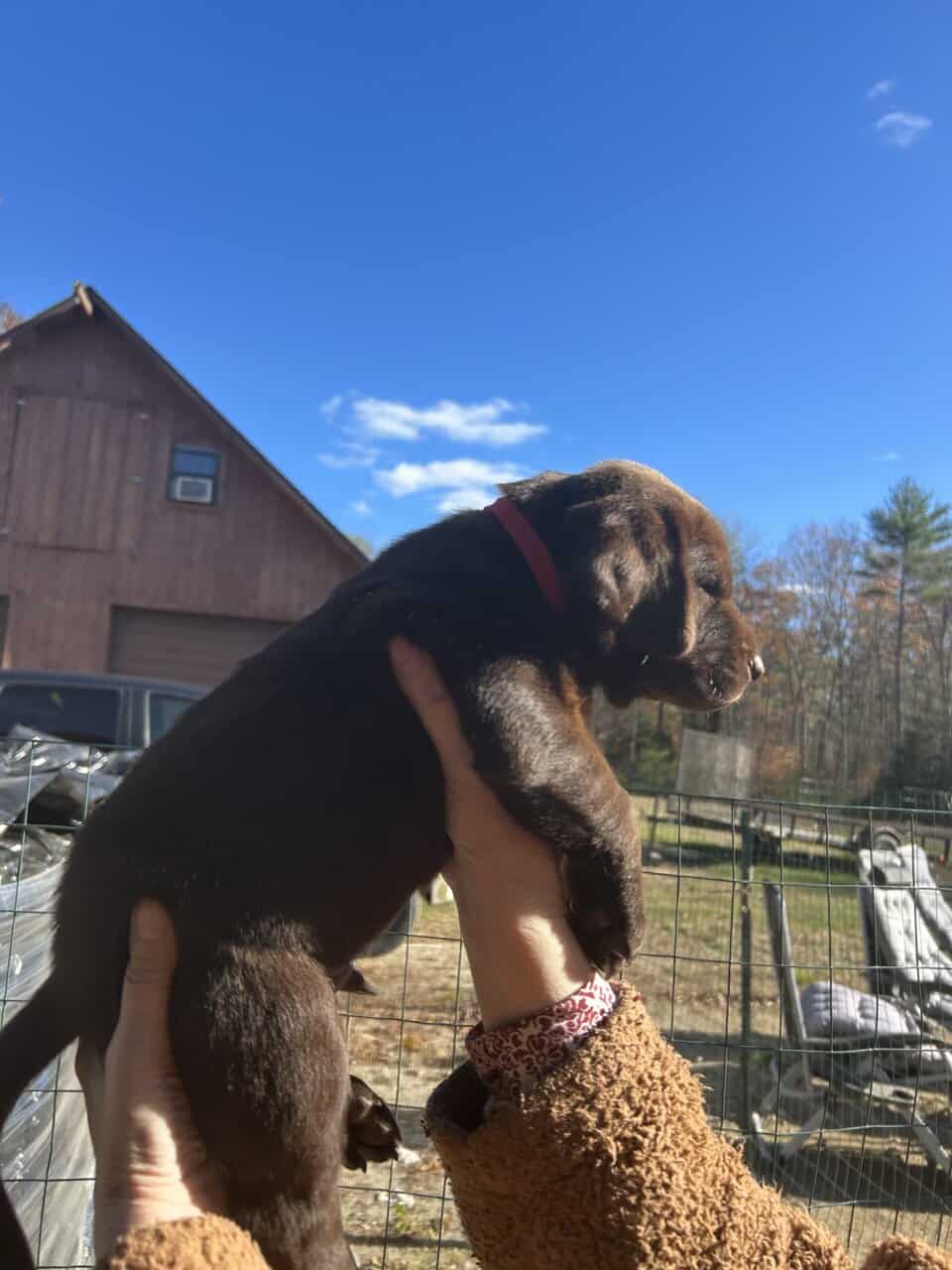 AKC English Labrador Retriever Puppies image 4