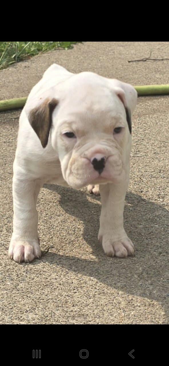 Boxer image 1
