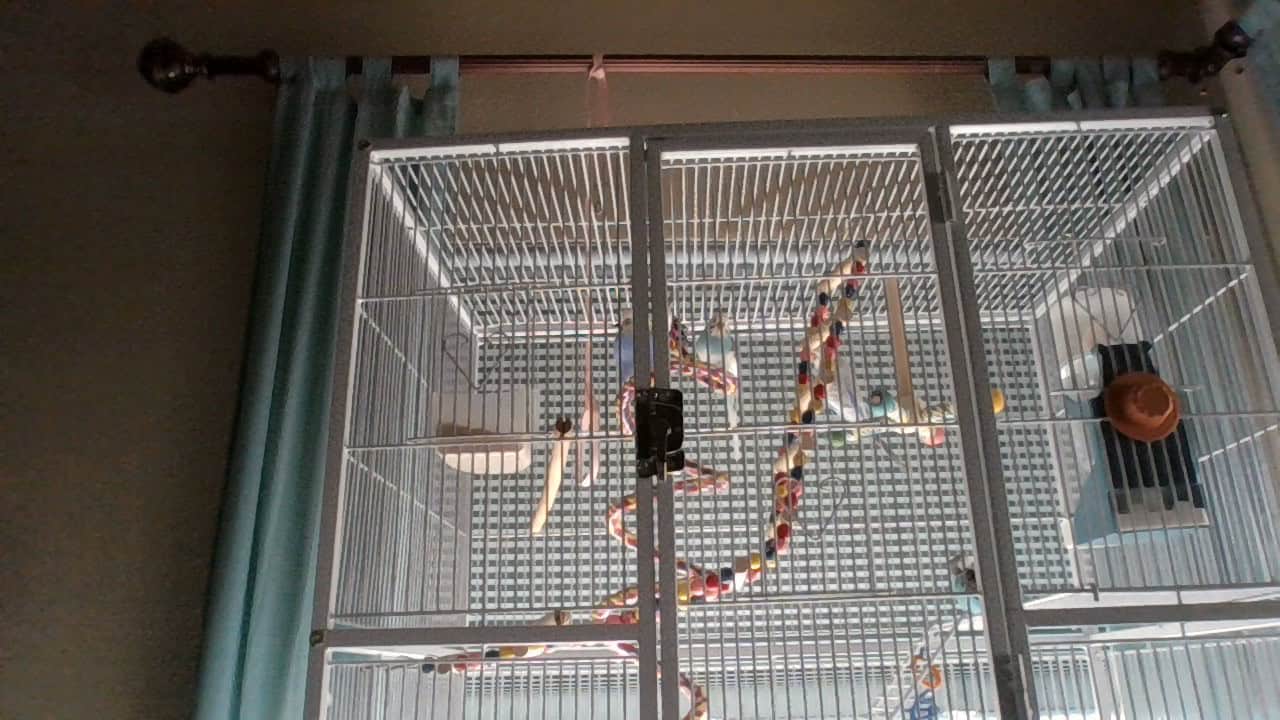 FREE 4 beautiful blue parakeets image 1