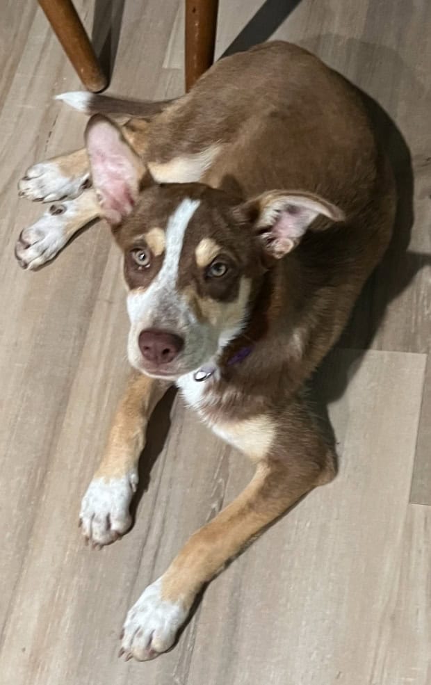 Australian kelpie/Australian shepherd image 4