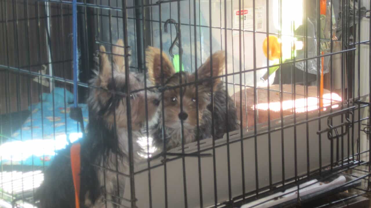 Yorkie puppies on sale image 2