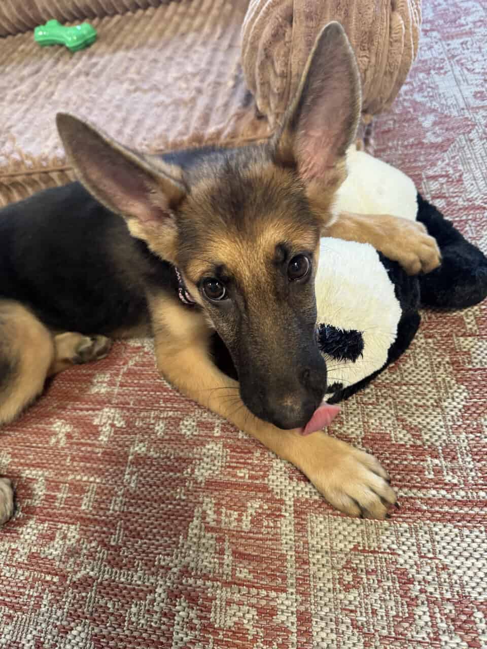 German Shepherd Puppy 4 Month Old image 2
