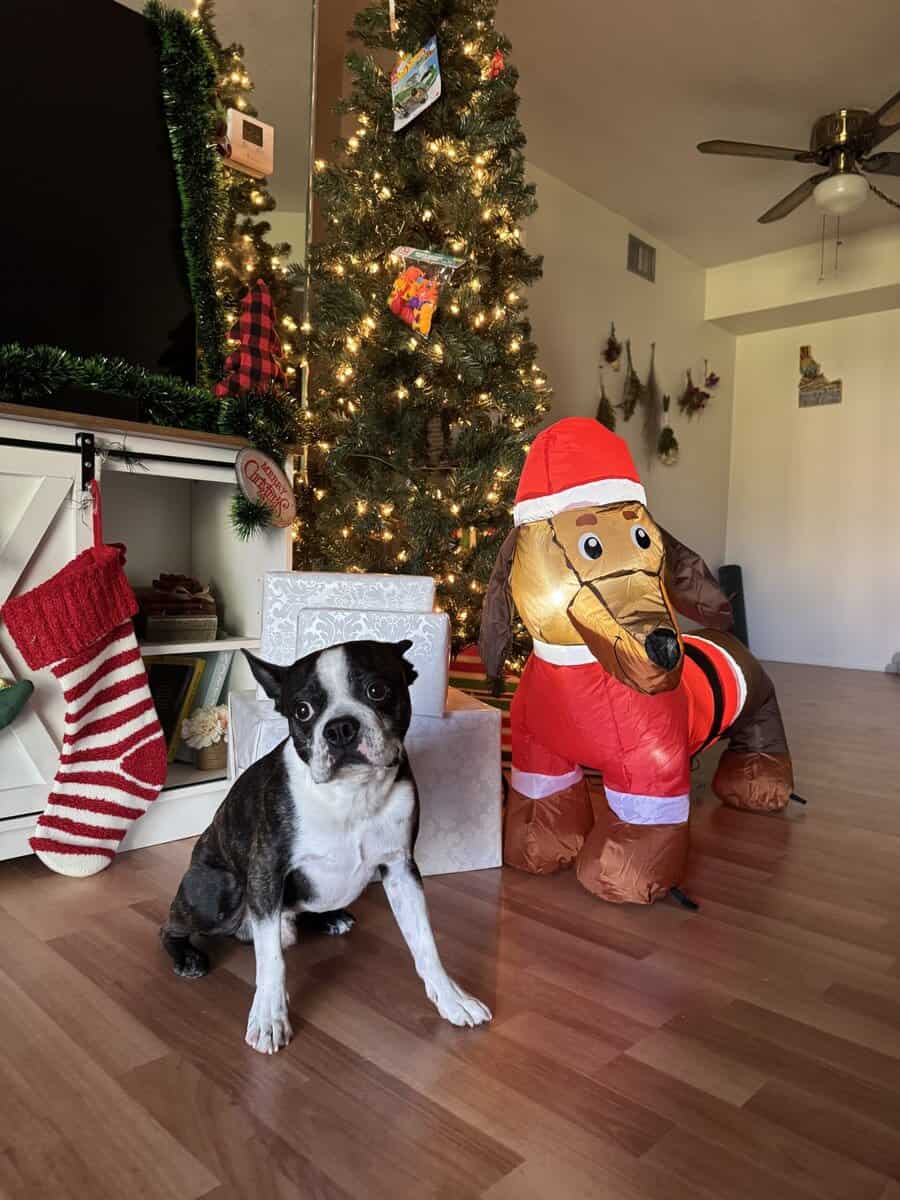 Rehome male Boston Terrier image 2
