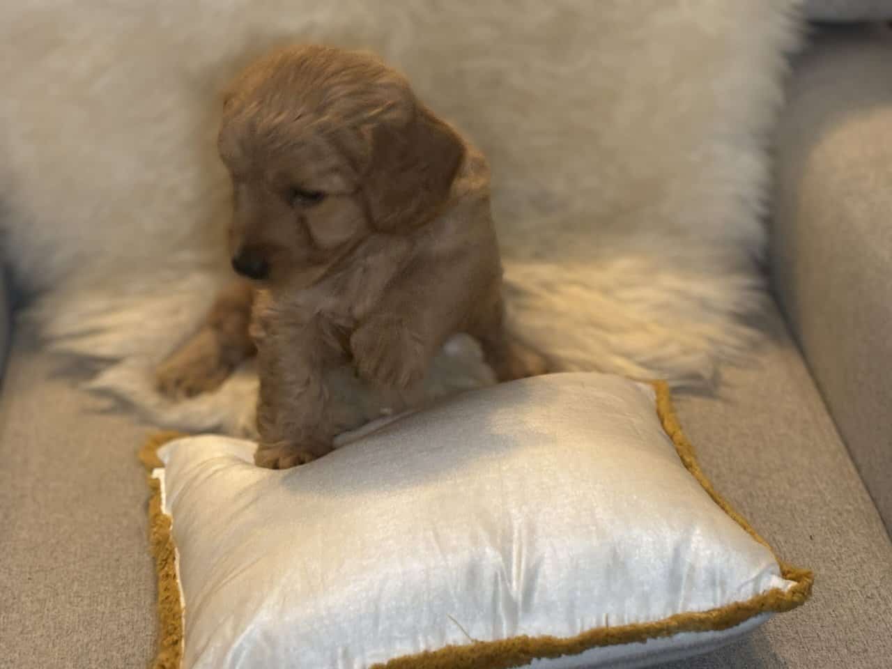 Mini Saint Berdoodle puppies image 3