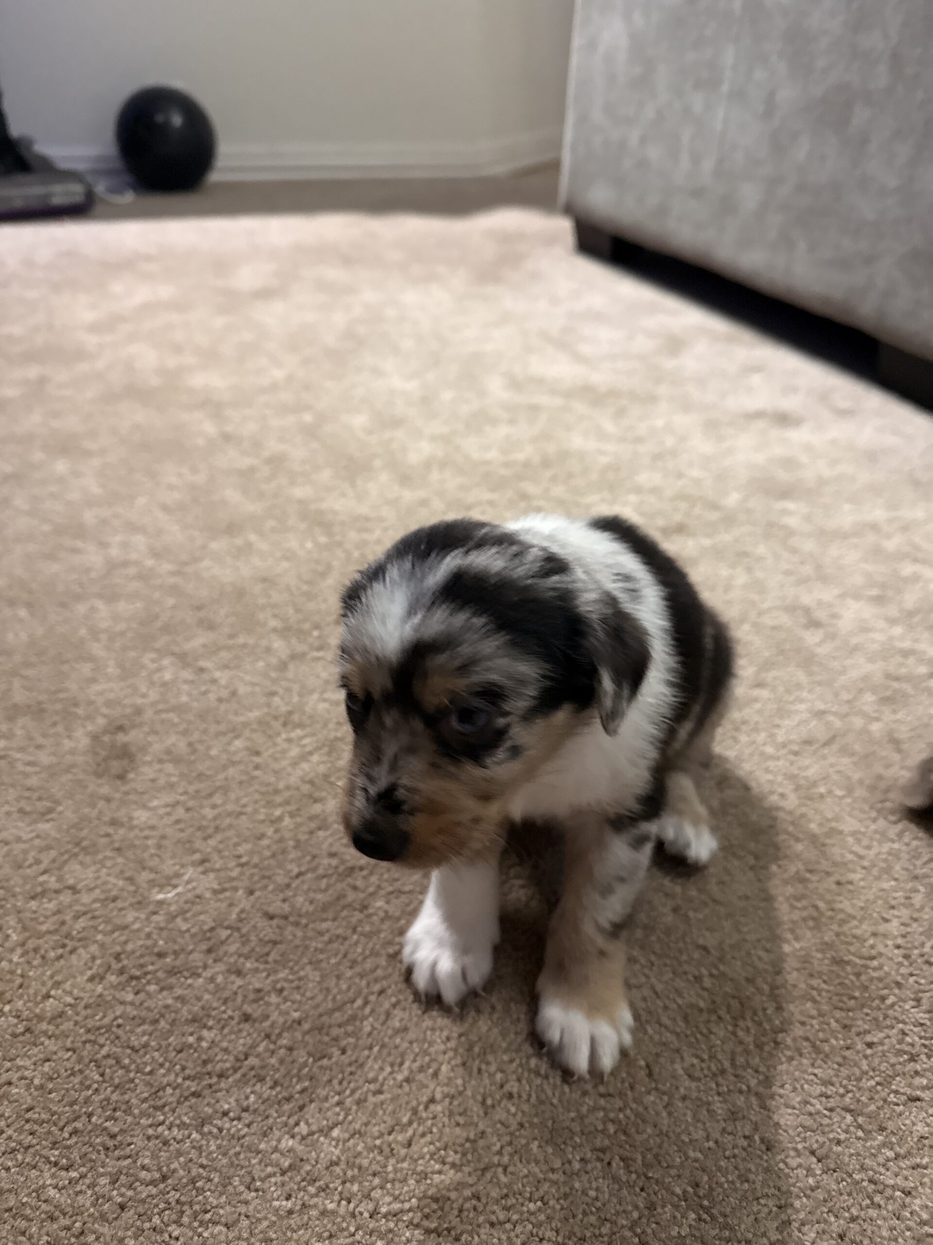 Aussie puppies for Christmas image 4