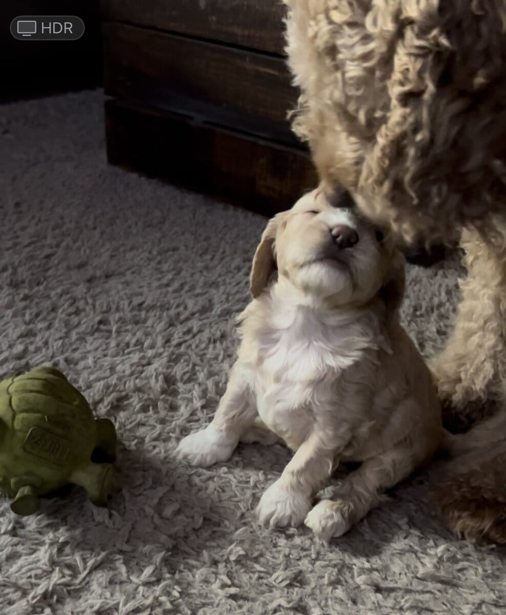 Cockapoo puppies image 7