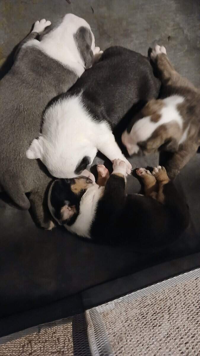 Christmas Puppies image 4