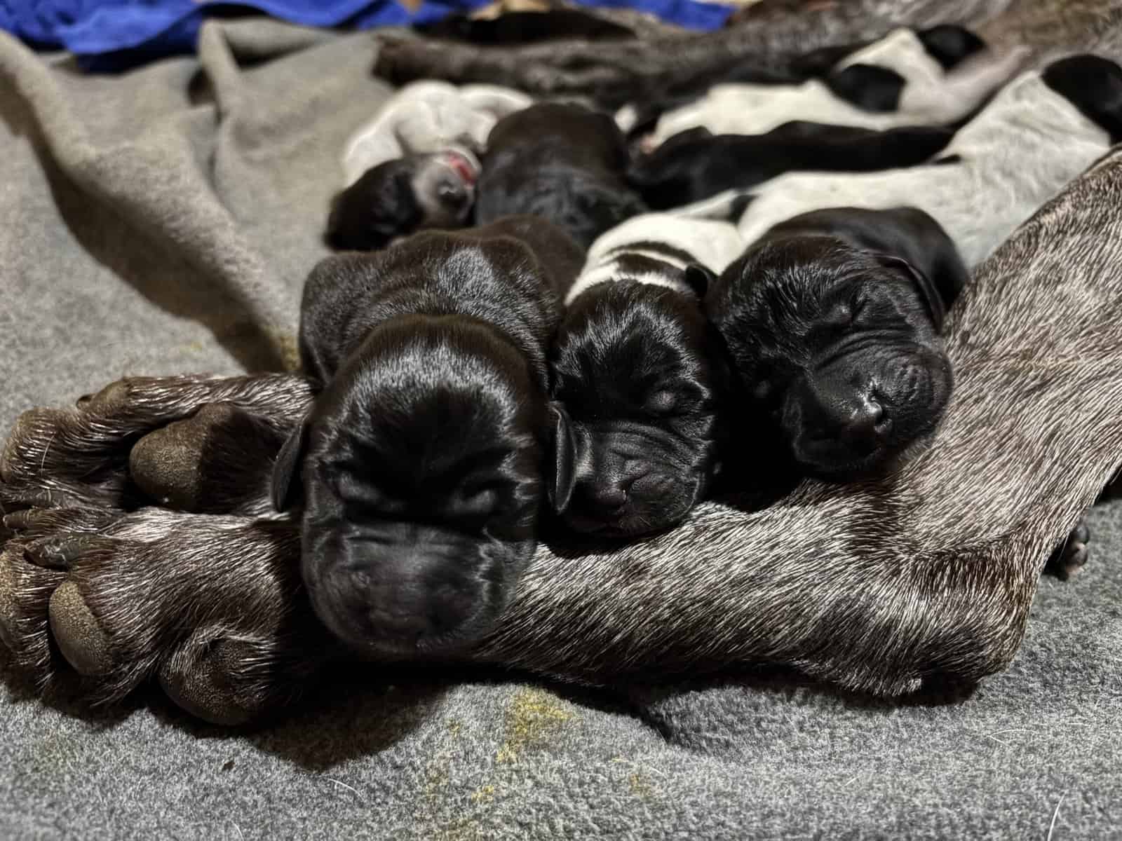 German Shorthair Pointer Litter image 1