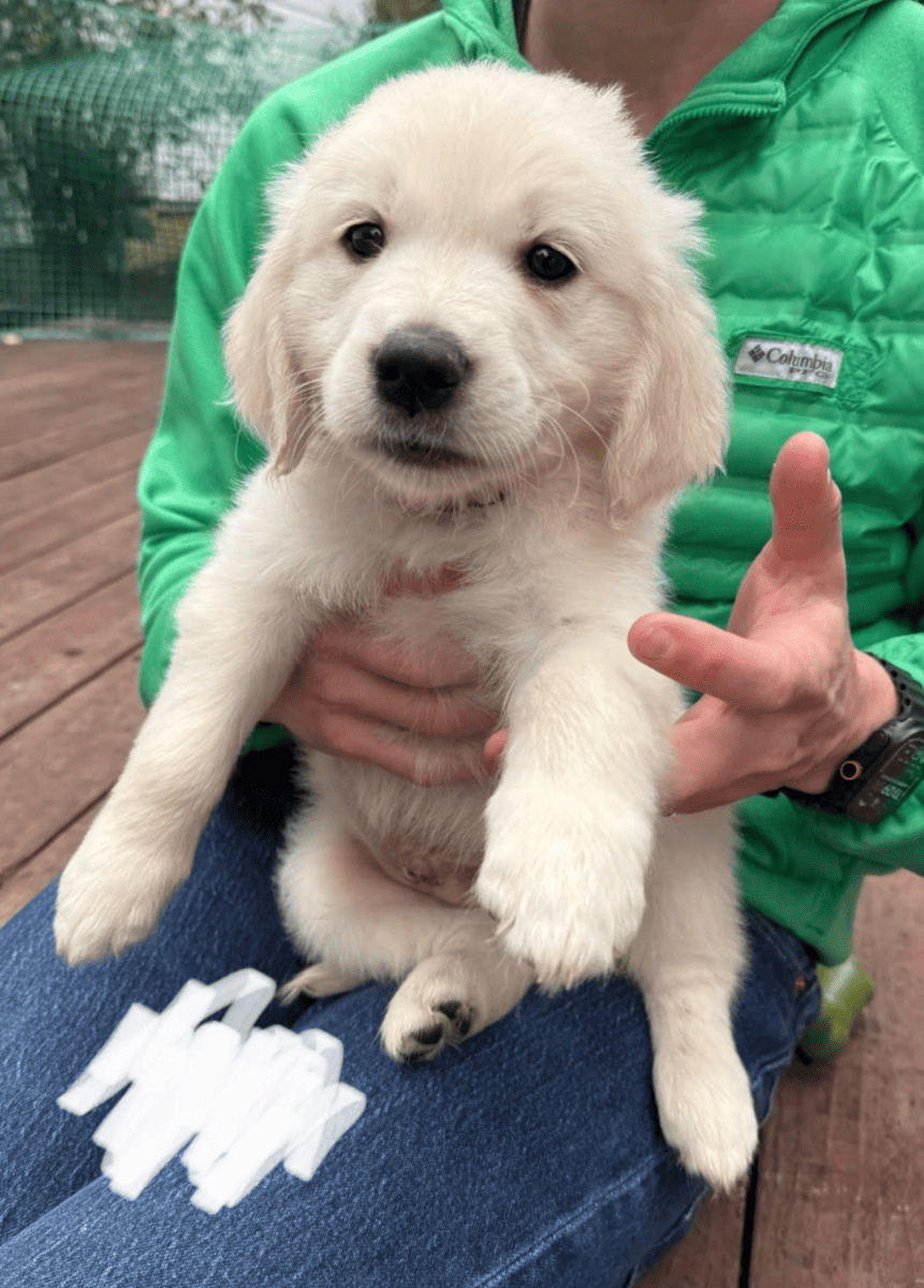 Six Golden Retriever Males available Nov 21st! image 2