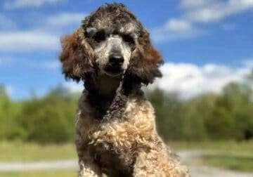 Loving Miniature Poodle Needs a New Home