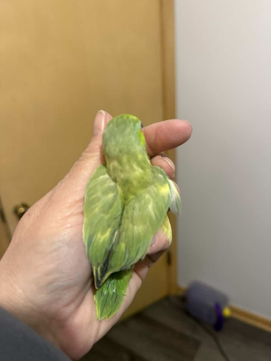 Parrotlets image 2