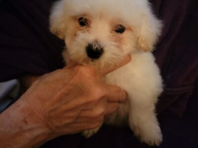Bichon Frise Puppies (CKC)