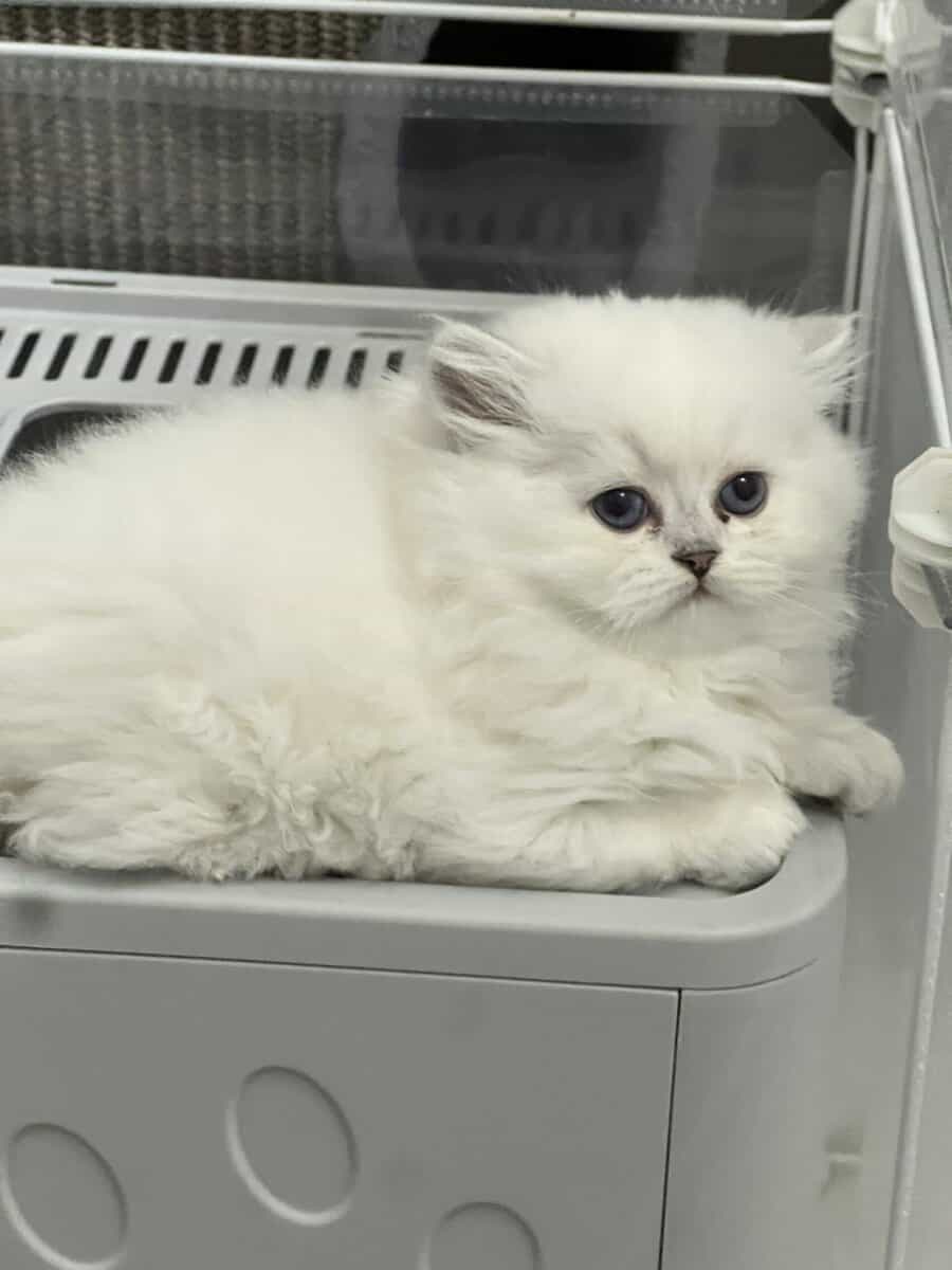 Scottish kittens image 4