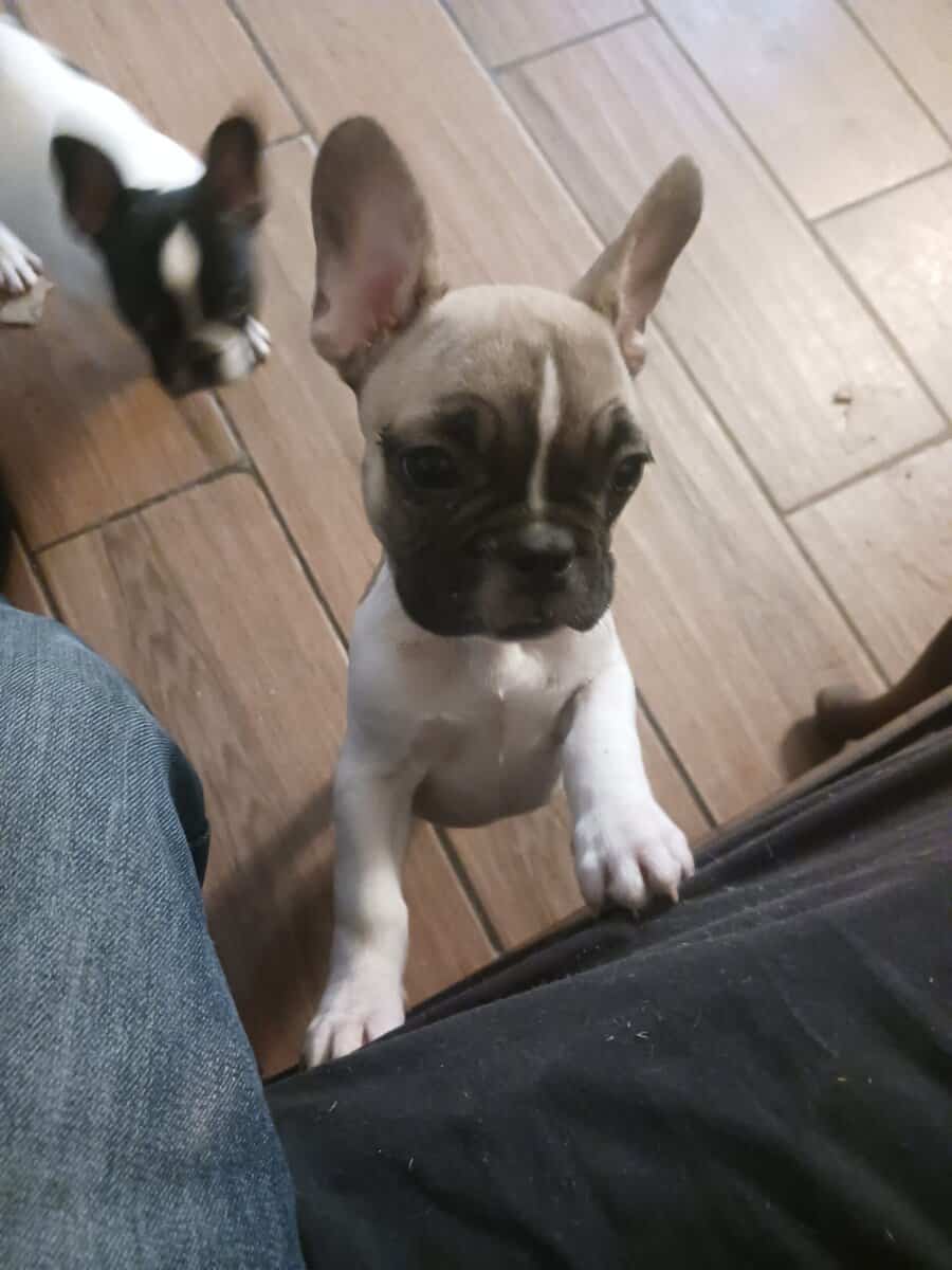 French Bulldogs pups image 4