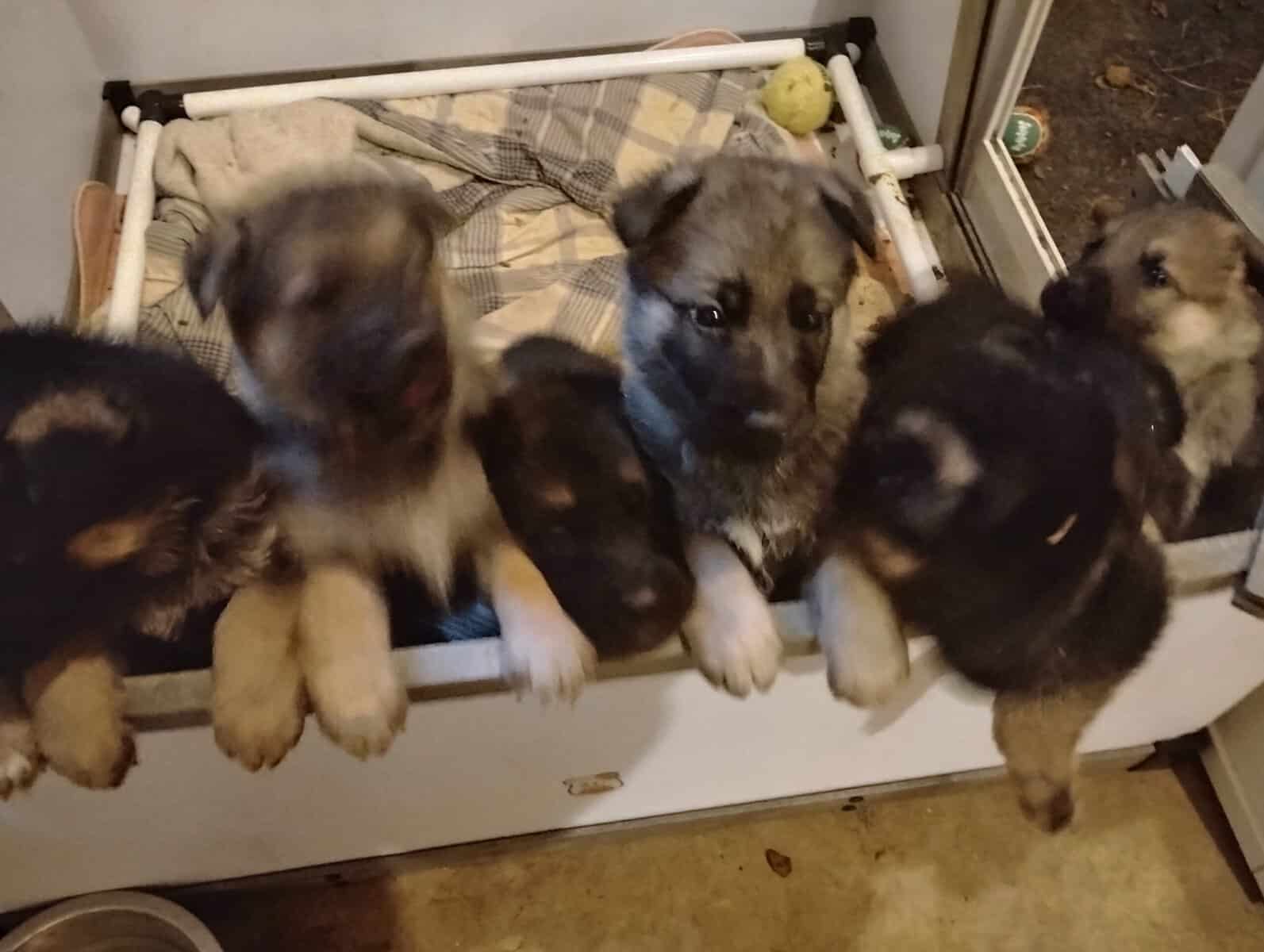 AKC German Shepherd puppies image 1