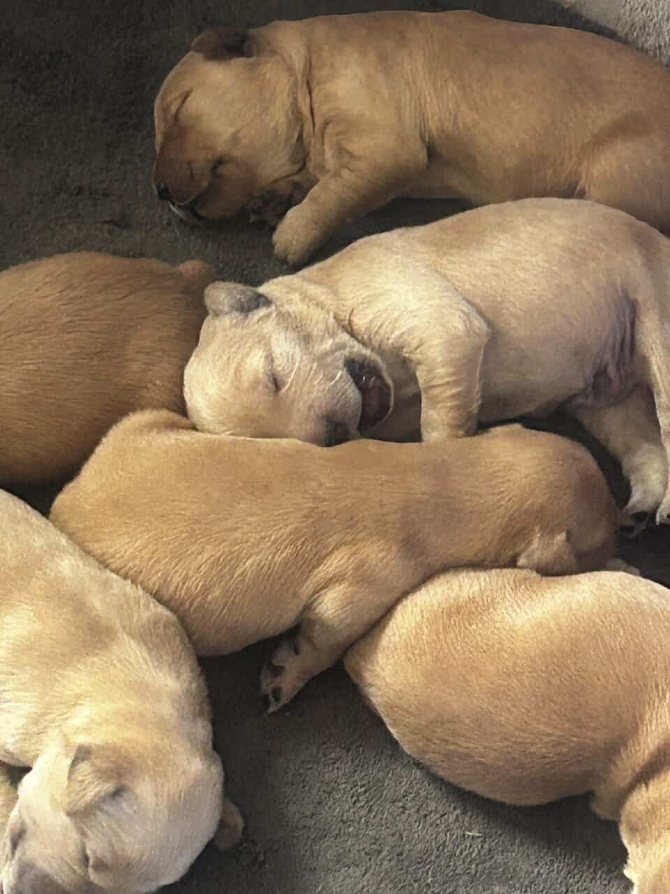 Golden Retriever puppies image 6