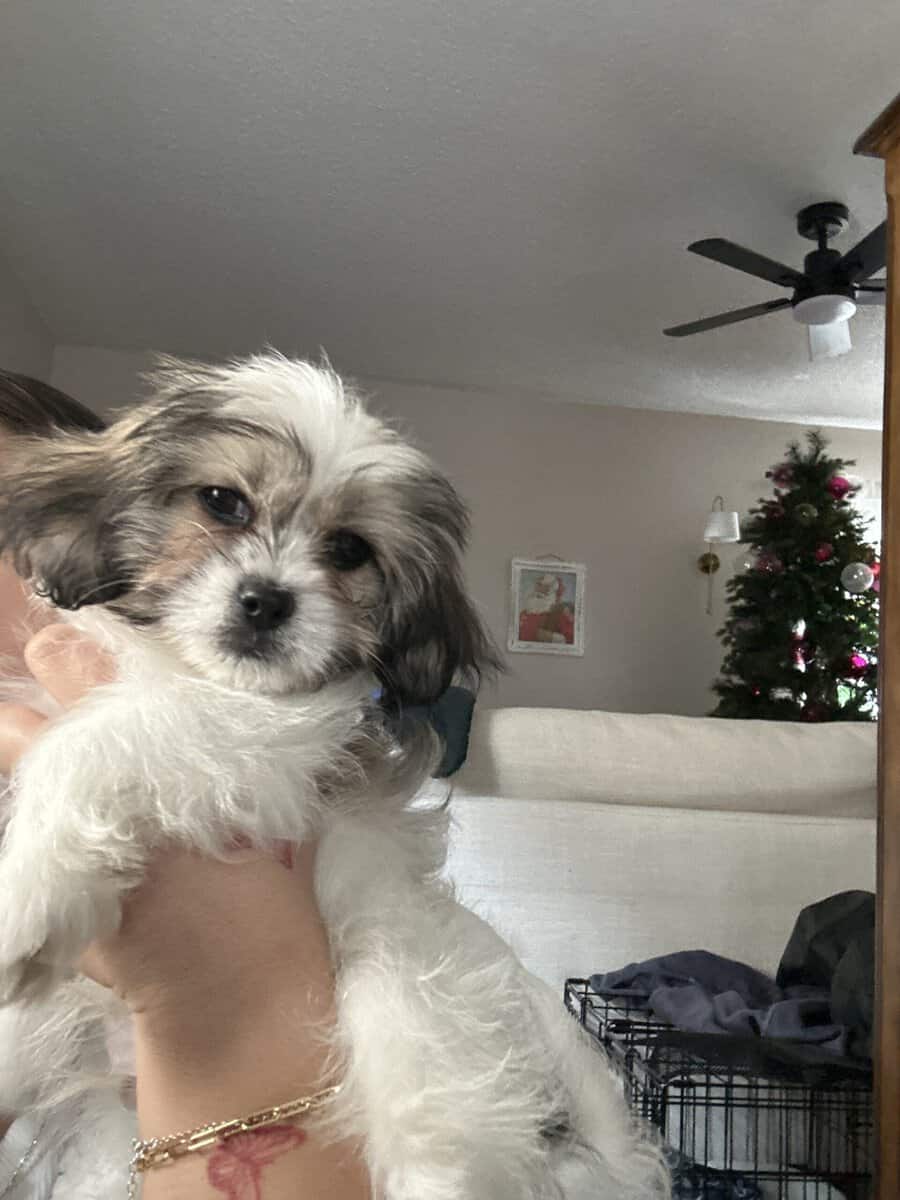 Maltese/ Pekingese mix brother and sister puppies image 3