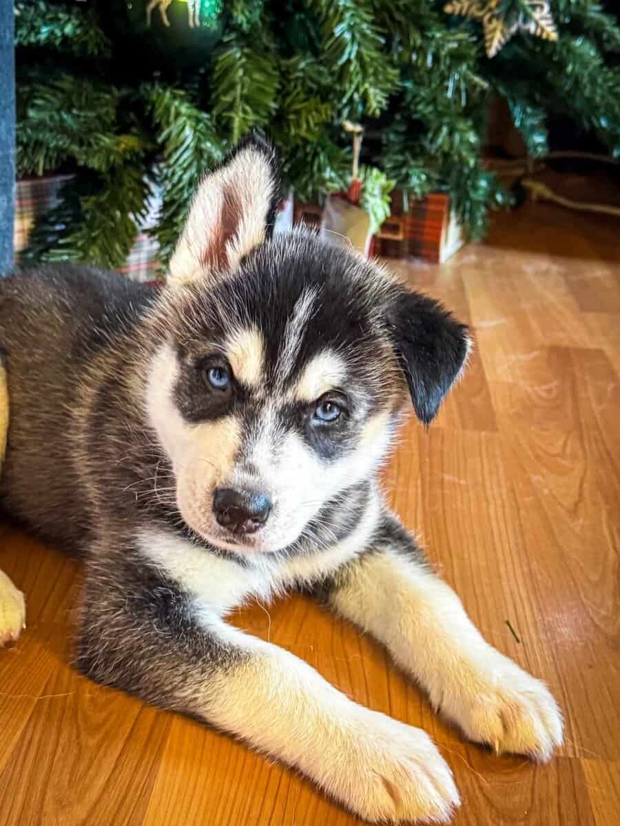 Siberian husky image 6