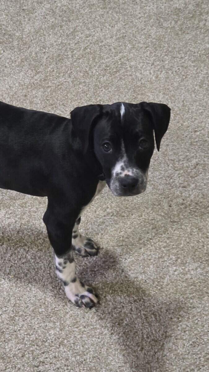 Beautiful German Shorthair Pointer Female 11 weeks image 2