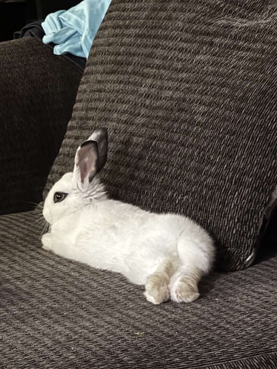 Beautiful bunny looking for a loving home image 6