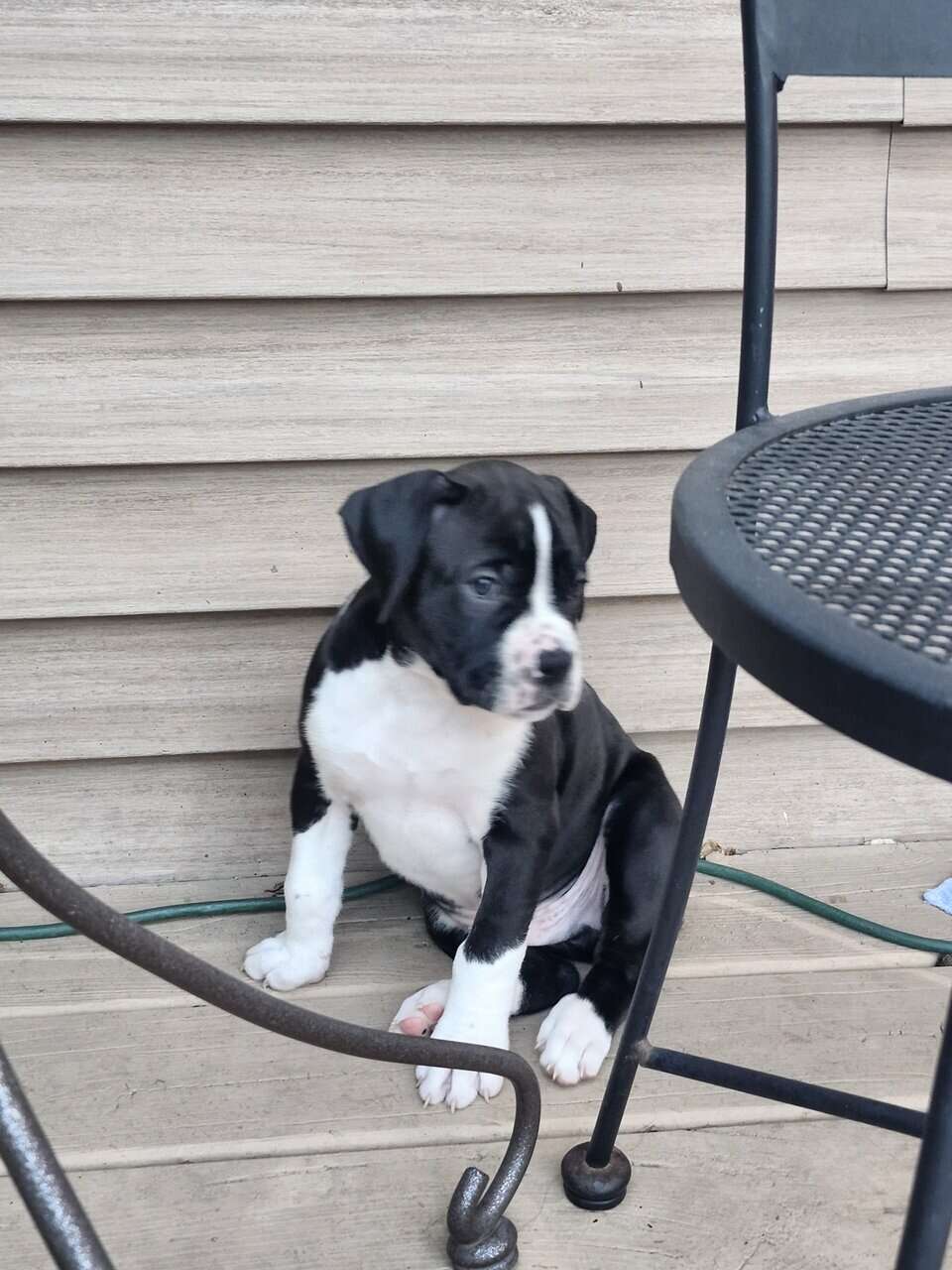 Boxer Puppies image 8