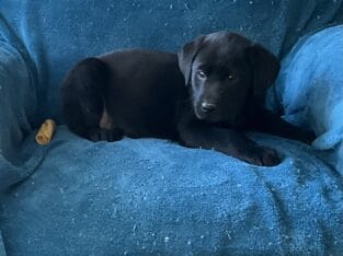 Beautiful Black Lab puppies – in Ohio