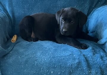 Beautiful Black Lab puppies – in Ohio